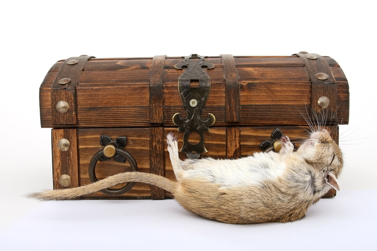 wooden trunk with a rat