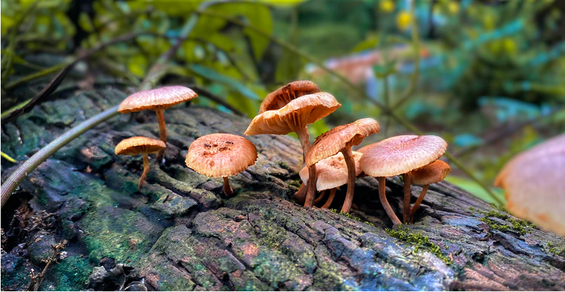 shrooms growing on a wooden surface